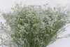 LIMONIUM MR. SILVER PINK